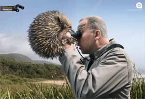 تصویر تبلیغاتی دوربین المپیوس: دیدن جوجه‌تیغی