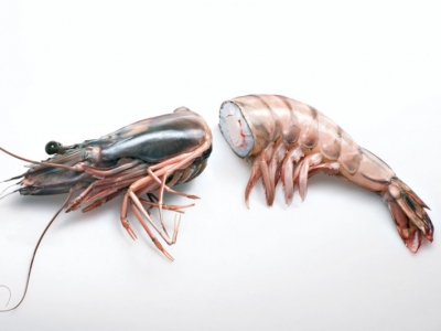 تصویر تبلیغاتی رستوران Yo Sushi: میگو