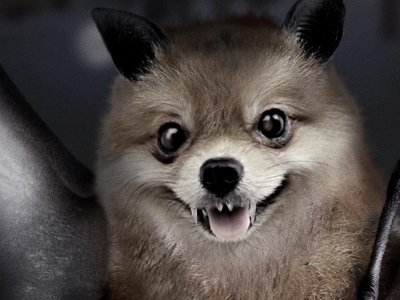 تصویر تبلیغاتی هواوی حالت شب: خفاش