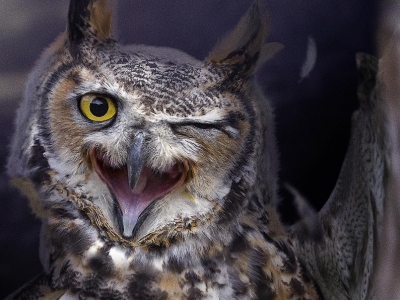 تصویر تبلیغاتی هواوی حالت شب: جغد