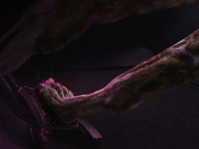 تصویر تبلیغاتی مرسدس بنز: سگ وحشی